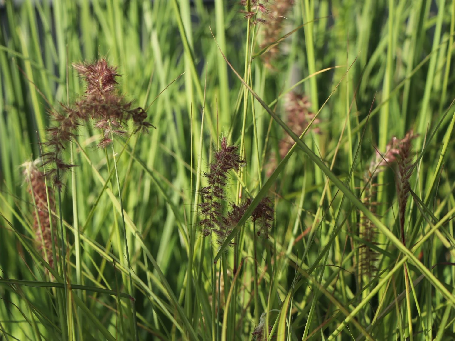 Federborstengras 'Tall Tails' 4 Federborstengras 'Tall Tails' – Bild 4