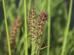 Federborstengras 'Tall Tails' 18 Federborstengras 'Tall Tails' -Angebote Wurzel Zeit Store federborstengras tall tails m075997 w 4