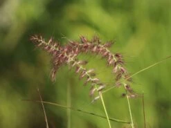 Federborstengras 'Tall Tails' 17 Federborstengras 'Tall Tails' -Angebote Wurzel Zeit Store federborstengras tall tails m075997 w 5