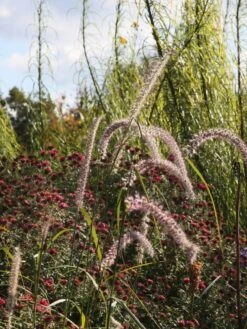 Federborstengras 'Tall Tails' 21 Federborstengras 'Tall Tails' -Angebote Wurzel Zeit Store federborstengras tall tails m075997 w 6