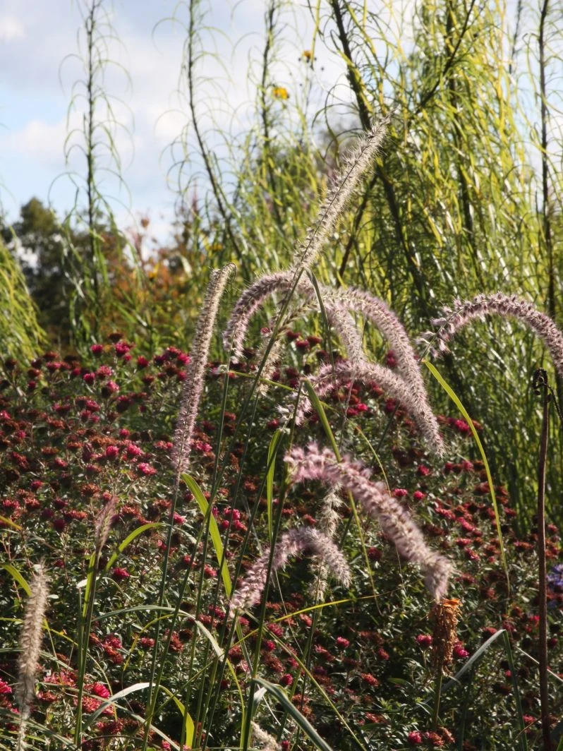 Federborstengras 'Tall Tails' 10 Federborstengras 'Tall Tails' – Bild 10