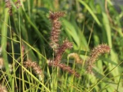 Federborstengras 'Tall Tails' 20 Federborstengras 'Tall Tails' -Angebote Wurzel Zeit Store federborstengras tall tails m075997 w 7