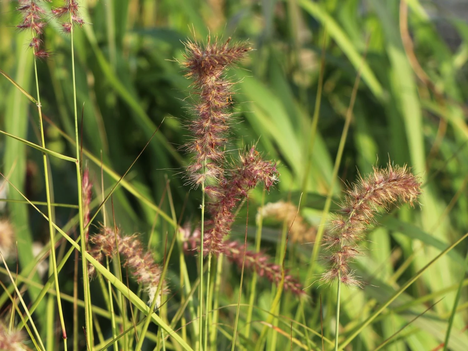 Federborstengras 'Tall Tails' 9 Federborstengras 'Tall Tails' – Bild 9