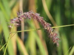 Federborstengras 'Tall Tails' 23 Federborstengras 'Tall Tails' -Angebote Wurzel Zeit Store federborstengras tall tails m075997 w 9