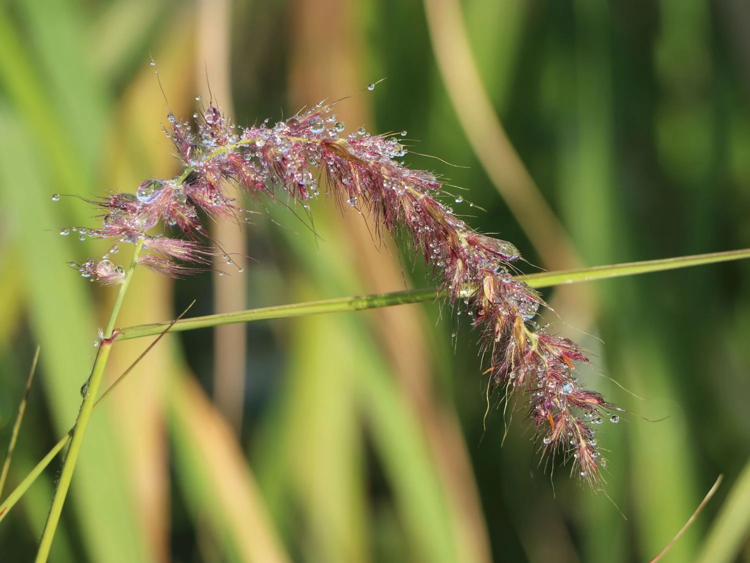 Federborstengras 'Tall Tails' 12 Federborstengras 'Tall Tails' – Bild 12