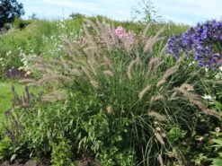 Feines Federborstengras JS ® 'Dance With Me'