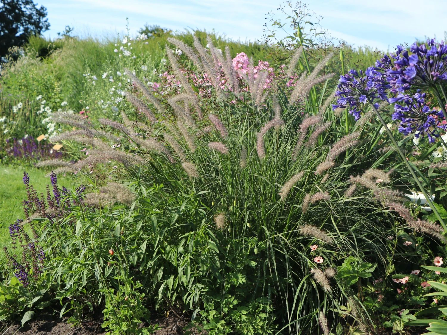 Feines Federborstengras JS ® 'Dance With Me' 1 Feines Federborstengras JS ® 'Dance With Me'