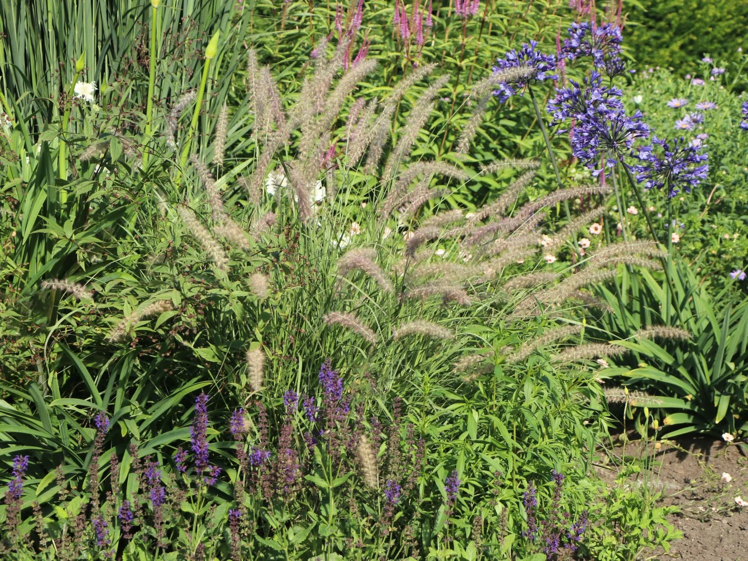 Feines Federborstengras JS ® 'Dance With Me' 7 Feines Federborstengras JS ® 'Dance With Me' – Bild 7