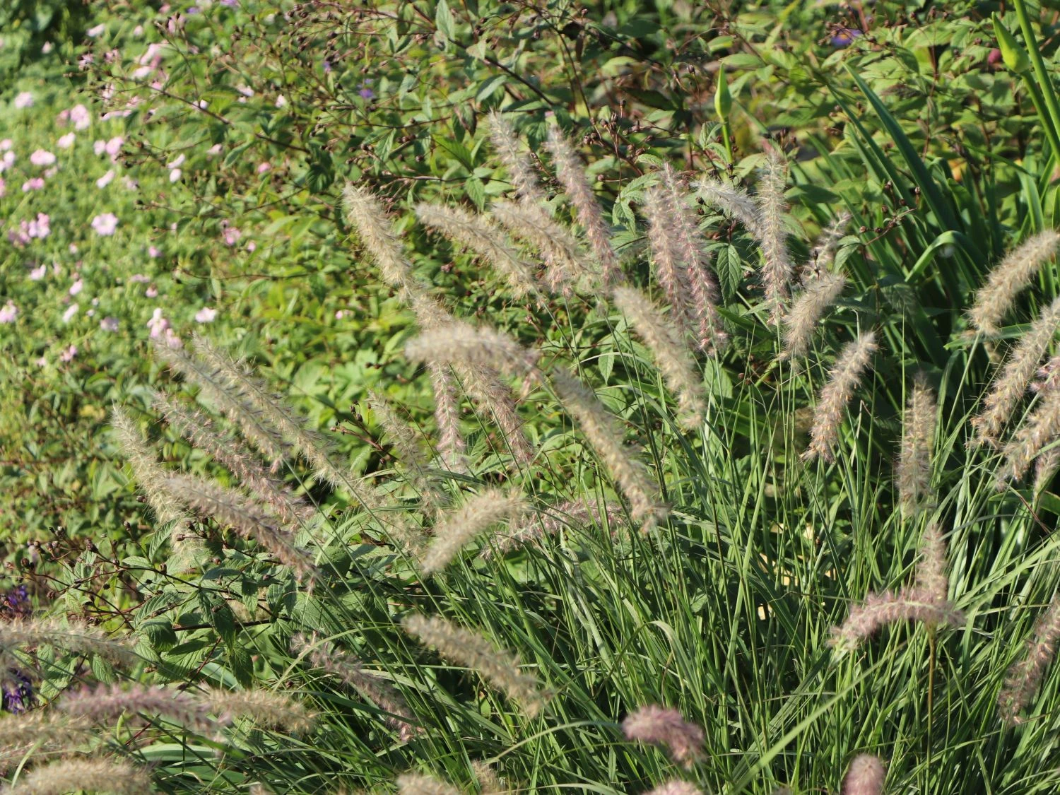 Feines Federborstengras JS ® 'Dance With Me' 4 Feines Federborstengras JS ® 'Dance With Me' – Bild 4