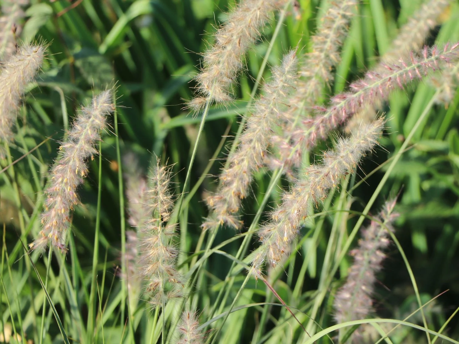 Feines Federborstengras JS ® 'Dance With Me' 5 Feines Federborstengras JS ® 'Dance With Me' – Bild 5