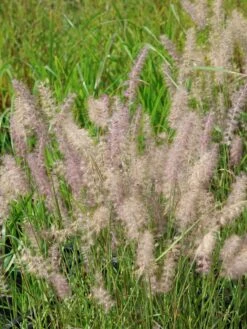 Feines Federborstengras JS ® 'Dance With Me' 13 Feines Federborstengras JS ® 'Dance With Me' -Angebote Wurzel Zeit Store feines federborstengras js dance with me m117839 w 3