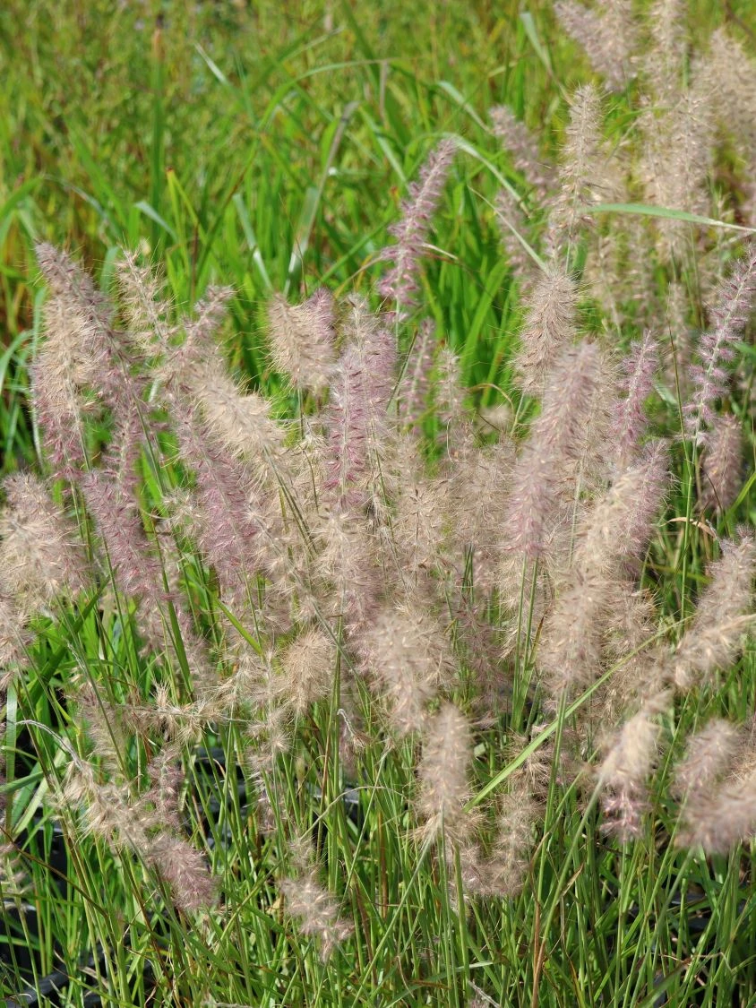 Feines Federborstengras JS ® 'Dance With Me' 3 Feines Federborstengras JS ® 'Dance With Me' – Bild 3