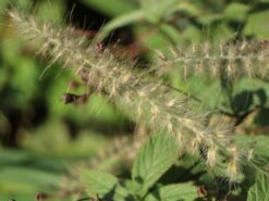 Feines Federborstengras JS ® 'Dance With Me' 20 Feines Federborstengras JS ® 'Dance With Me' -Angebote Wurzel Zeit Store feines federborstengras js dance with me m117839 w 4