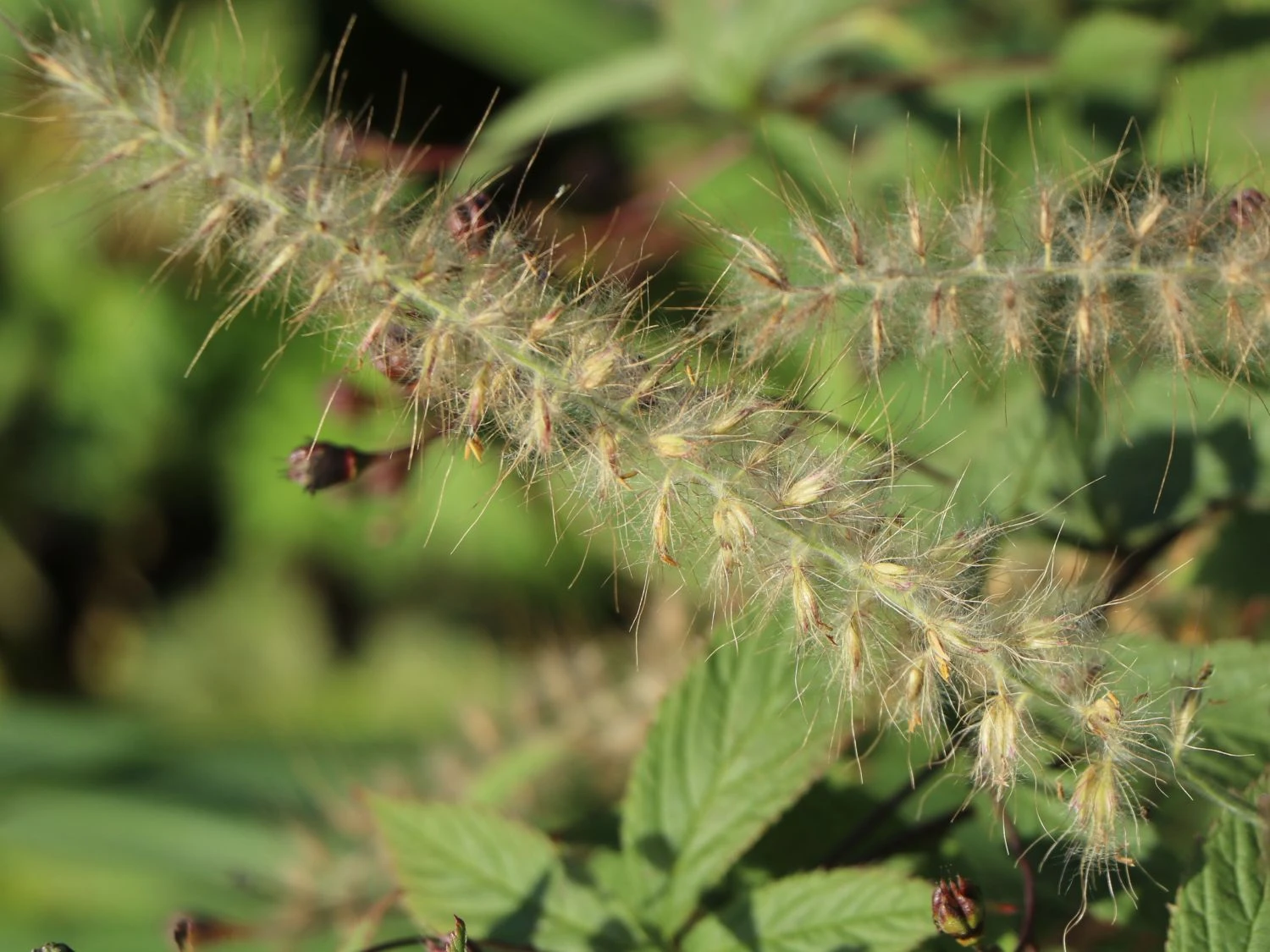 Feines Federborstengras JS ® 'Dance With Me' 10 Feines Federborstengras JS ® 'Dance With Me' – Bild 10