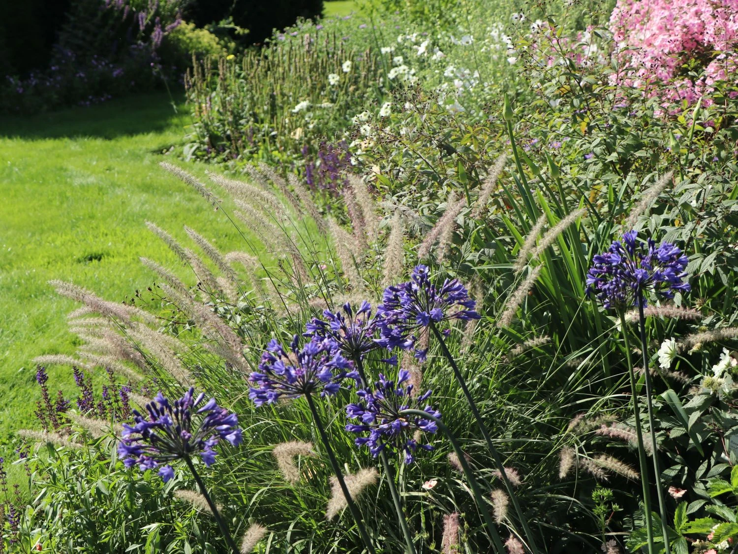 Feines Federborstengras JS ® 'Dance With Me' 8 Feines Federborstengras JS ® 'Dance With Me' – Bild 8