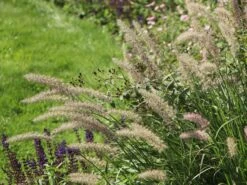 Feines Federborstengras JS ® 'Dance With Me' 19 Feines Federborstengras JS ® 'Dance With Me' -Angebote Wurzel Zeit Store feines federborstengras js dance with me m117839 w 6