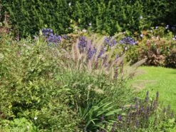 Feines Federborstengras JS ® 'Dance With Me' 21 Feines Federborstengras JS ® 'Dance With Me' -Angebote Wurzel Zeit Store feines federborstengras js dance with me m117839 w 7