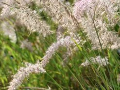 Feines Federborstengras JS ® 'Dance With Me' 16 Feines Federborstengras JS ® 'Dance With Me' -Angebote Wurzel Zeit Store feines federborstengras js dance with me m117839 w 9