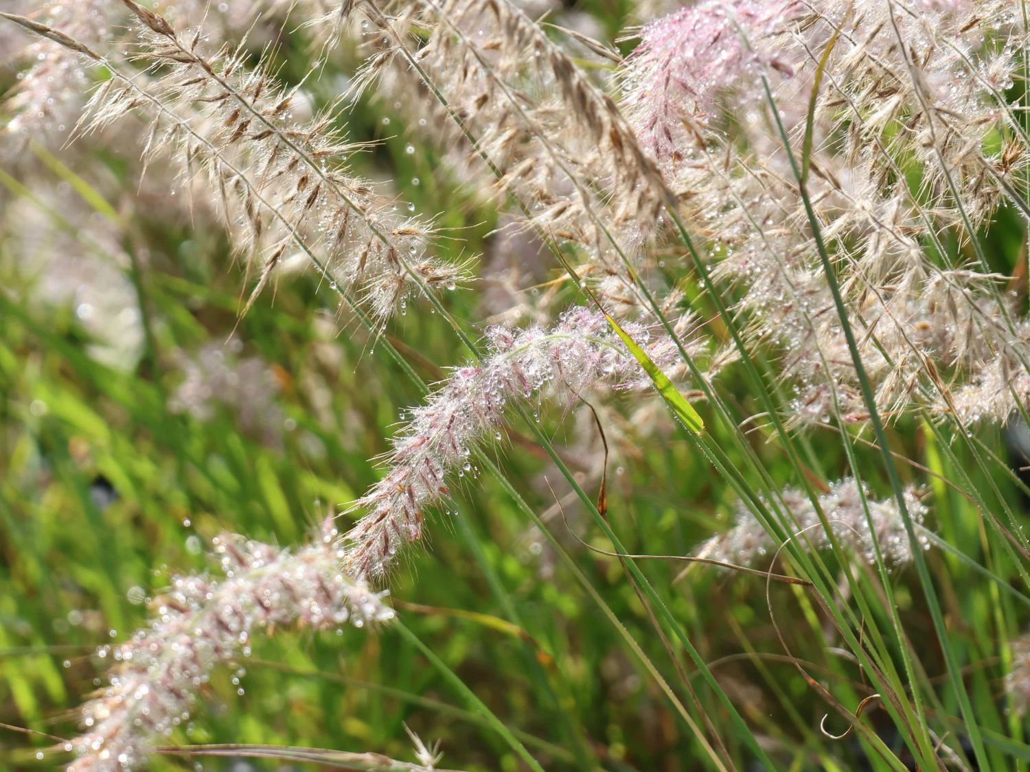 Feines Federborstengras JS ® 'Dance With Me' 6 Feines Federborstengras JS ® 'Dance With Me' – Bild 6