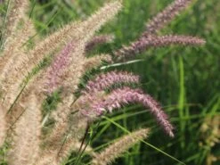 Feines Federborstengras 'Karley Rose' -Angebote Wurzel Zeit Store feines federborstengras karley rose m075994 w 0