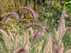 Feines Federborstengras 'Karley Rose' -Angebote Wurzel Zeit Store feines federborstengras karley rose m075994 w 1