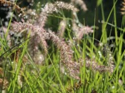 Feines Federborstengras 'Karley Rose' -Angebote Wurzel Zeit Store feines federborstengras karley rose m075994 w 10