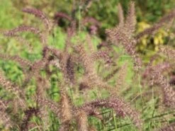 Feines Federborstengras 'Karley Rose' -Angebote Wurzel Zeit Store feines federborstengras karley rose m075994 w 3