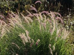 Feines Federborstengras 'Karley Rose' -Angebote Wurzel Zeit Store feines federborstengras karley rose m075994 w 4