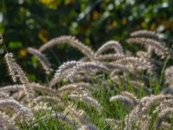 Feines Federborstengras 'Karley Rose' -Angebote Wurzel Zeit Store feines federborstengras karley rose m075994 w 5