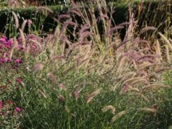 Feines Federborstengras 'Karley Rose' -Angebote Wurzel Zeit Store feines federborstengras karley rose m075994 w 6