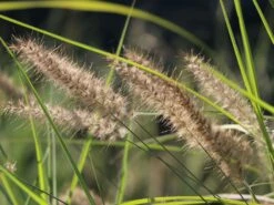 Feines Federborstengras 'Karley Rose' -Angebote Wurzel Zeit Store feines federborstengras karley rose m075994 w 7