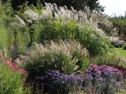 Feines Federborstengras 'Karley Rose' -Angebote Wurzel Zeit Store feines federborstengras karley rose m075994 w 8