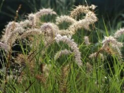 Feines Federborstengras 'Karley Rose' -Angebote Wurzel Zeit Store feines federborstengras karley rose m075994 w 9