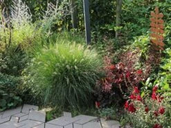 Feines Federborstengras -Angebote Wurzel Zeit Store feines federborstengras m084460 w 1