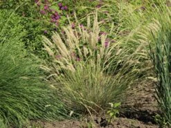 Feines Federborstengras -Angebote Wurzel Zeit Store feines federborstengras m084460 w 3