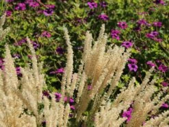 Feines Federborstengras -Angebote Wurzel Zeit Store feines federborstengras m084460 w 4