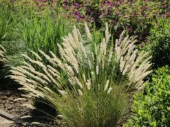 Feines Federborstengras -Angebote Wurzel Zeit Store feines federborstengras m084460 w 5