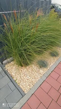 Feinhalm Chinaschilf 'Gracillimus' -Angebote Wurzel Zeit Store feinhalm chinaschilf gracillimus m010772 1210296 0