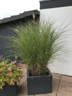 Feinhalm Chinaschilf 'Gracillimus' -Angebote Wurzel Zeit Store feinhalm chinaschilf gracillimus m010772 193676 0