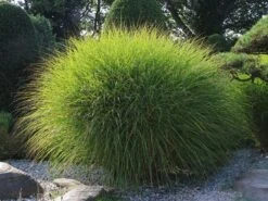 Feinhalm Chinaschilf 'Gracillimus' -Angebote Wurzel Zeit Store feinhalm chinaschilf gracillimus m010772 w 1