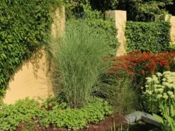 Feinhalm Chinaschilf 'Gracillimus' -Angebote Wurzel Zeit Store feinhalm chinaschilf gracillimus m010772 w 2