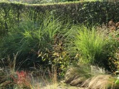 Feinhalm Chinaschilf 'Gracillimus' -Angebote Wurzel Zeit Store feinhalm chinaschilf gracillimus m010772 w 3