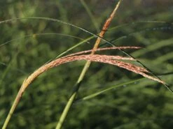 Feinhalm Chinaschilf 'Gracillimus' -Angebote Wurzel Zeit Store feinhalm chinaschilf gracillimus m010772 w 4