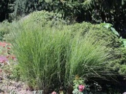 Feinhalm Chinaschilf 'Gracillimus' -Angebote Wurzel Zeit Store feinhalm chinaschilf gracillimus m010772 w 5