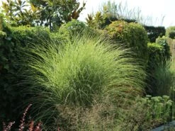 Feinhalm Chinaschilf 'Gracillimus' -Angebote Wurzel Zeit Store feinhalm chinaschilf gracillimus m010772 w 7