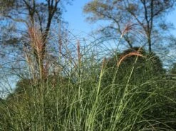 Feinhalm Chinaschilf 'Gracillimus' -Angebote Wurzel Zeit Store feinhalm chinaschilf gracillimus m010772 w 8