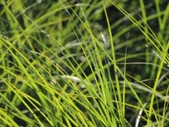 Feinhalm Chinaschilf 'Gracillimus' -Angebote Wurzel Zeit Store feinhalm chinaschilf gracillimus m010772 w 9