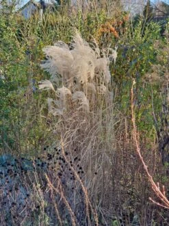 Feinhalm-Chinaschilf 'Graziella' -Angebote Wurzel Zeit Store feinhalm chinaschilf graziella m044914 743907 0