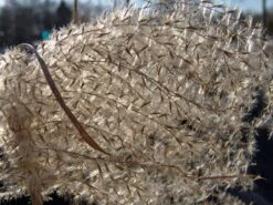 Feinhalm-Chinaschilf 'Graziella' -Angebote Wurzel Zeit Store feinhalm chinaschilf graziella m044914 w 1