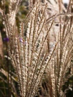 Feinhalm-Chinaschilf 'Graziella' -Angebote Wurzel Zeit Store feinhalm chinaschilf graziella m044914 w 2